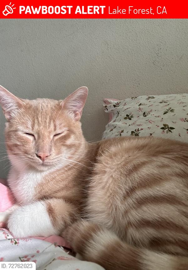 Lost Male Cat last seen Lake forest, Lake Forest, CA 92630