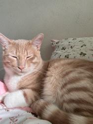 Lost Male Cat last seen Lake forest, Lake Forest, CA 92630