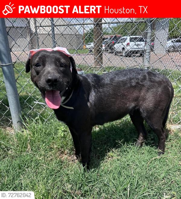 Lost Female Dog last seen delano ennis, Houston, TX 77004