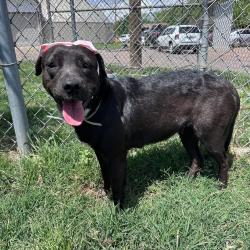 Lost Female Dog last seen delano ennis, Houston, TX 77004