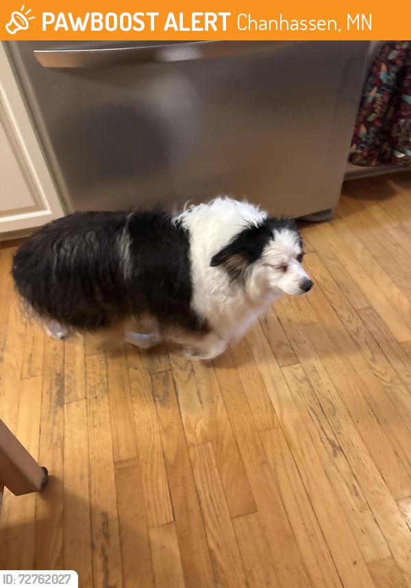 Found/Stray Female Dog last seen Laredo and Cimarron,Chanhassen, Chanhassen, MN 55317