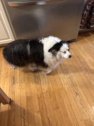 Found/Stray Female Dog last seen Laredo and Cimarron,Chanhassen, Chanhassen, MN 55317