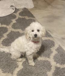 Lost Female Dog last seen 35th Ave and Peoria , Phoenix, AZ 85051