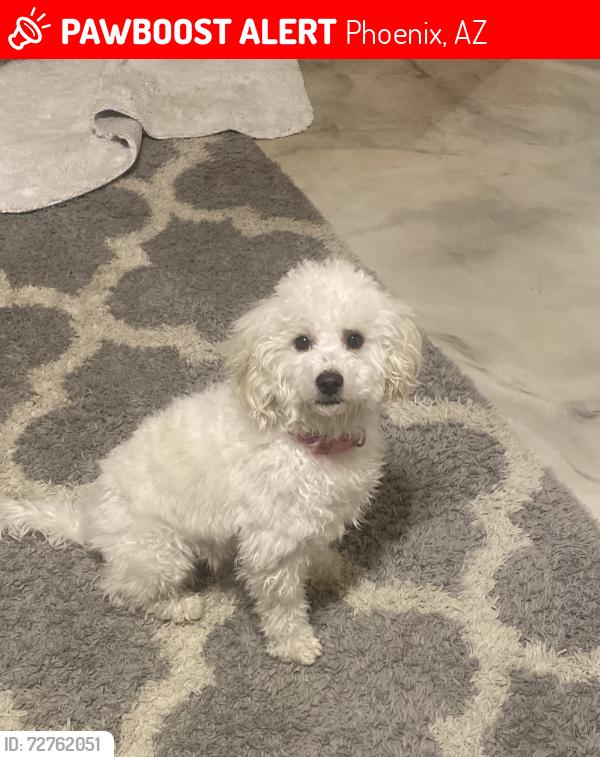 Lost Female Dog last seen 35th Ave and Peoria , Phoenix, AZ 85051