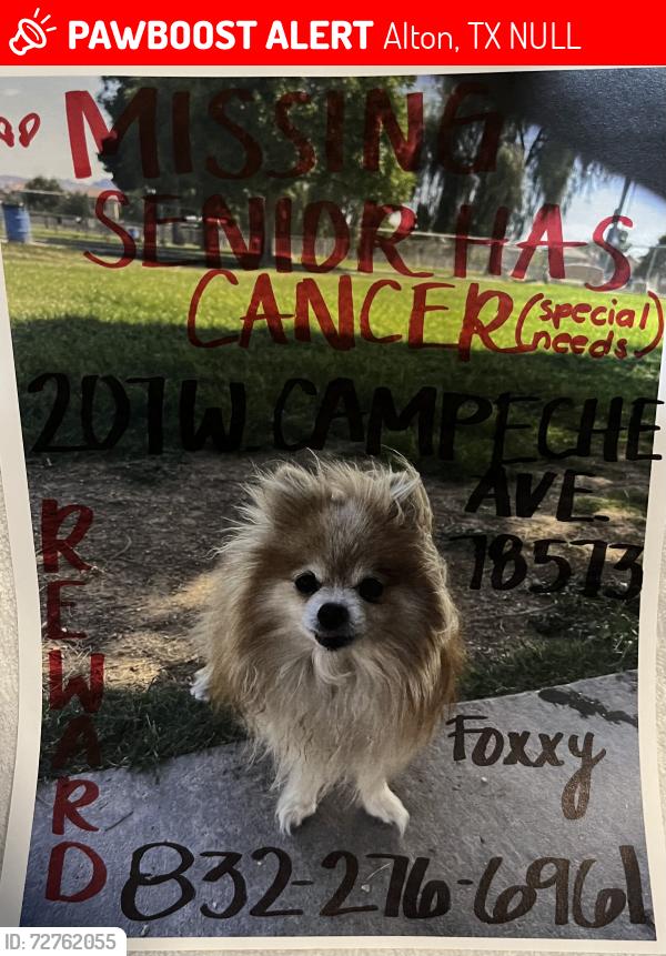 Lost Female Dog last seen Conway and Alton Blvd, Alton, TX NULL