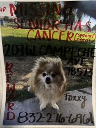 Lost Female Dog last seen Conway and Alton Blvd, Alton, TX NULL