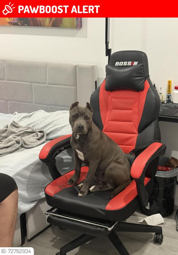 Lost Female Dog last seen Quail roost drive SW 200 AV, Miami-Dade County, FL 33157