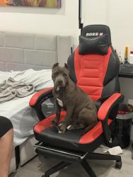 Lost Female Dog last seen Quail roost drive SW 200 AV, Miami-Dade County, FL 33157