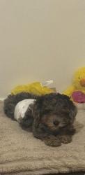 Lost Male Dog last seen 187th and henry street, Lansing, IL 60438