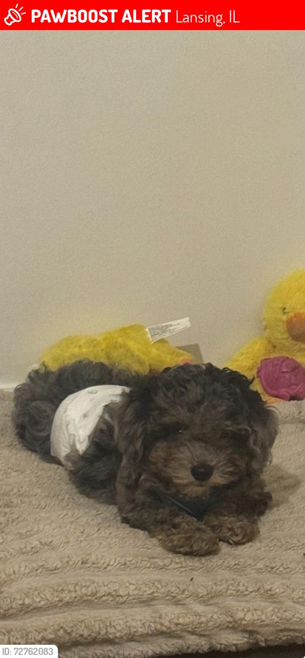 Lost Male Dog last seen 187th and henry street, Lansing, IL 60438