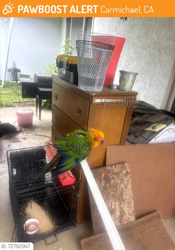 Found/Stray Male Bird last seen Green crest ct Sacramento , Carmichael, CA 95609