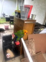 Found/Stray Male Bird last seen Green crest ct Sacramento , Carmichael, CA 95609