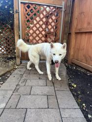 Found/Stray Male Dog last seen Cutten and Champions Centre est drive, Houston, TX 77069