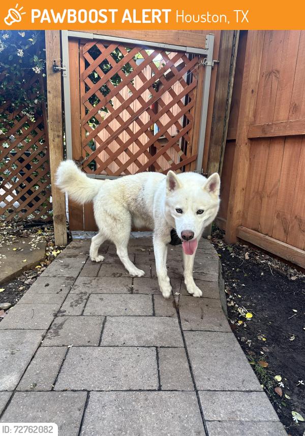 Found/Stray Male Dog last seen Cutten and Champions Centre est drive, Houston, TX 77069