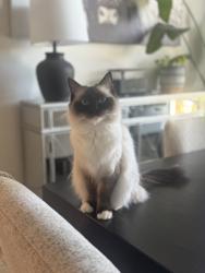Lost Female Cat last seen Castlegate 2, College Station, TX 77845