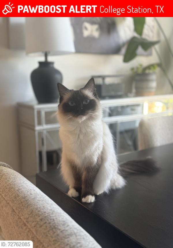 Lost Female Cat last seen Castlegate 2, College Station, TX 77845