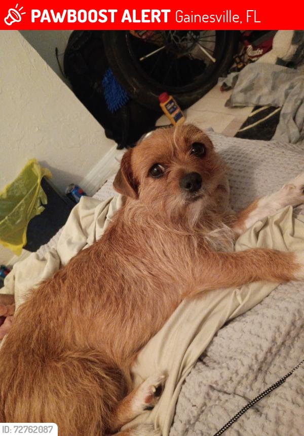 Lost Female Dog last seen 1ST ave , Gainesville, FL 32641