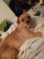 Lost Female Dog last seen 1ST ave , Gainesville, FL 32641