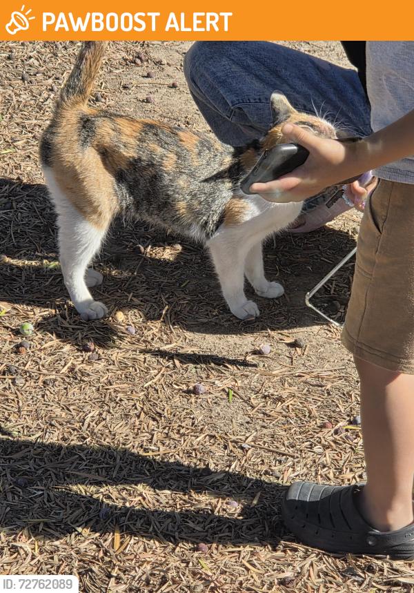 Found/Stray Female Cat last seen Ceasers e chaves , East Los Angeles, CA 90022