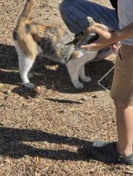Found/Stray Female Cat last seen Ceasers e chaves , East Los Angeles, CA 90022