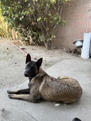 Found/Stray Female Dog last seen 長登大道西541號, Altadena, CA 91001