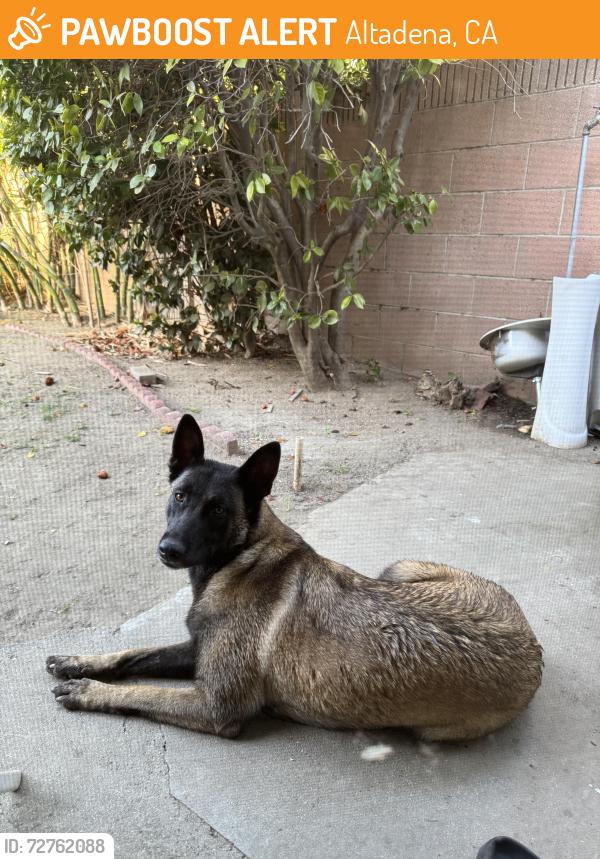Found/Stray Female Dog last seen 長登大道西541號, Altadena, CA 91001