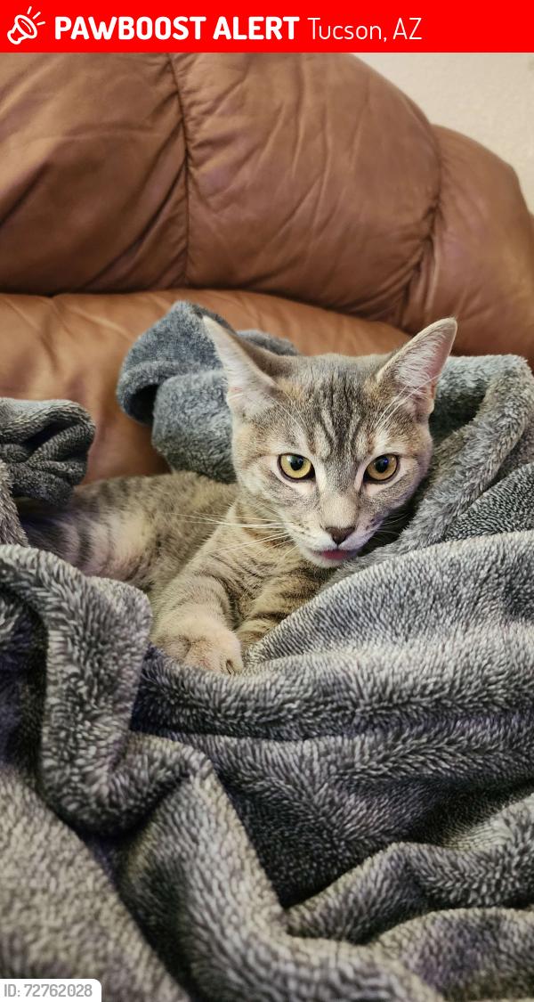 Lost Female Cat last seen Ina and la Canada , Tucson, AZ 85704