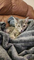 Lost Female Cat last seen Ina and la Canada , Tucson, AZ 85704