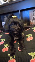 Lost Female Dog last seen Hoyne and leavitt, Chicago, IL 60608
