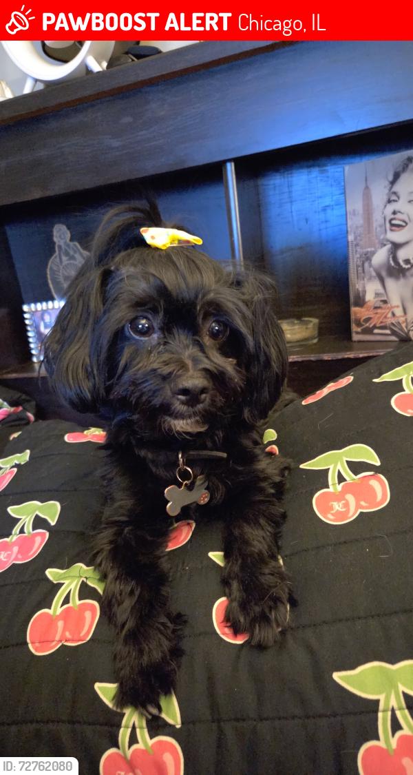 Lost Female Dog last seen Hoyne and leavitt, Chicago, IL 60608