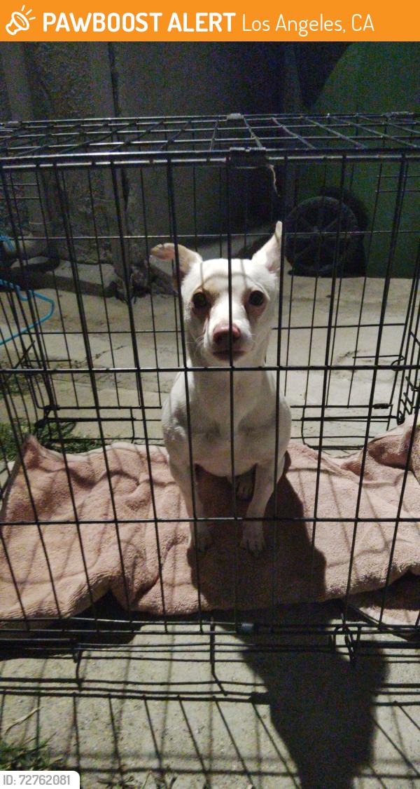 Found/Stray Female Dog last seen Near San Fernando Rd pacoima Ca 91331, Los Angeles, CA 91331