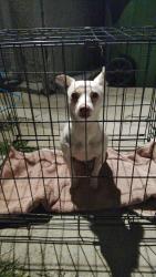 Found/Stray Female Dog last seen Near San Fernando Rd pacoima Ca 91331, Los Angeles, CA 91331