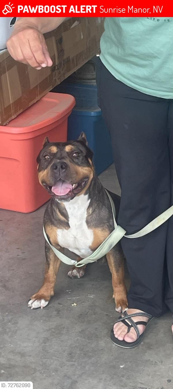 Lost Female Dog last seen Hollywood and bonanza, Sunrise Manor, NV 89110
