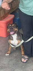 Lost Female Dog last seen Hollywood and bonanza, Sunrise Manor, NV 89110