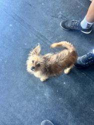 Found/Stray Female Dog last seen Granite peak st, Bakersfield, CA 93313