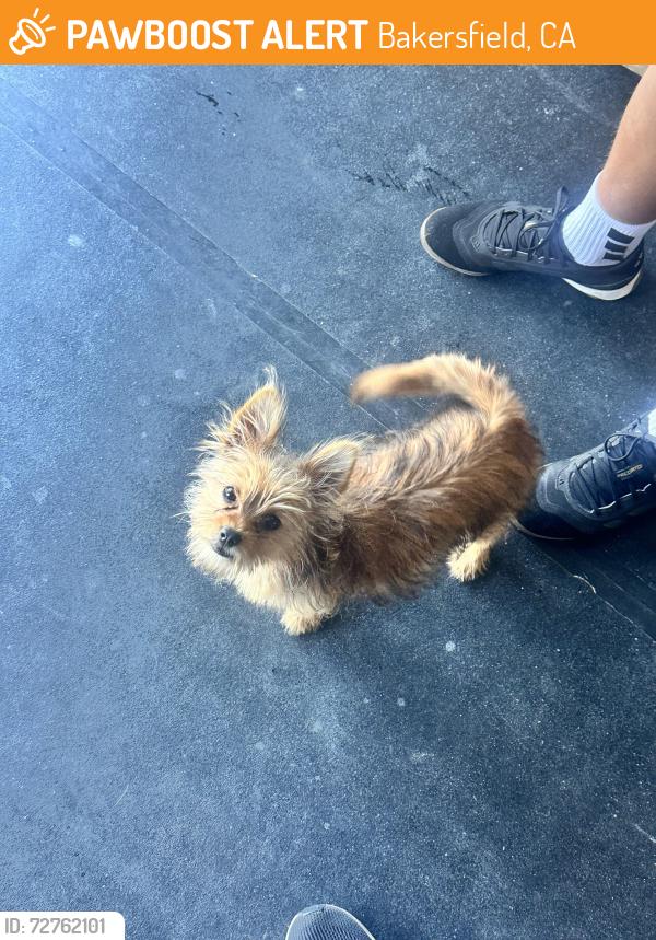 Found/Stray Female Dog last seen Granite peak st, Bakersfield, CA 93313