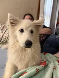 Lost Male Dog last seen Belmont hills apmt complex by the 7/11 on Belmont Rd, Richmond, VA 23234