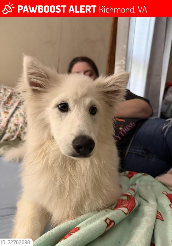 Lost Male Dog last seen Belmont hills apmt complex by the 7/11 on Belmont Rd, Richmond, VA 23234
