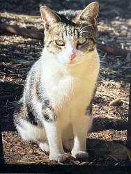 Lost Male Cat last seen El Camino , Mountain View, CA 94022