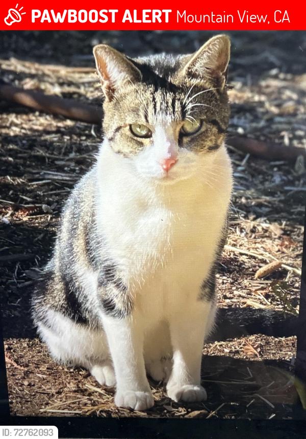 Lost Male Cat last seen El Camino , Mountain View, CA 94022