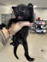 Shelter Stray Male Cat last seen Near Flamingo Way, 75150, TX, Mesquite, TX 75149