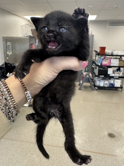 Shelter Stray Male Cat last seen Near Flamingo Way, 75150, TX, Mesquite, TX 75149