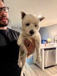 Found/Stray Male Dog last seen Sun n lake and Gerona Ave, Highlands County, FL 33872