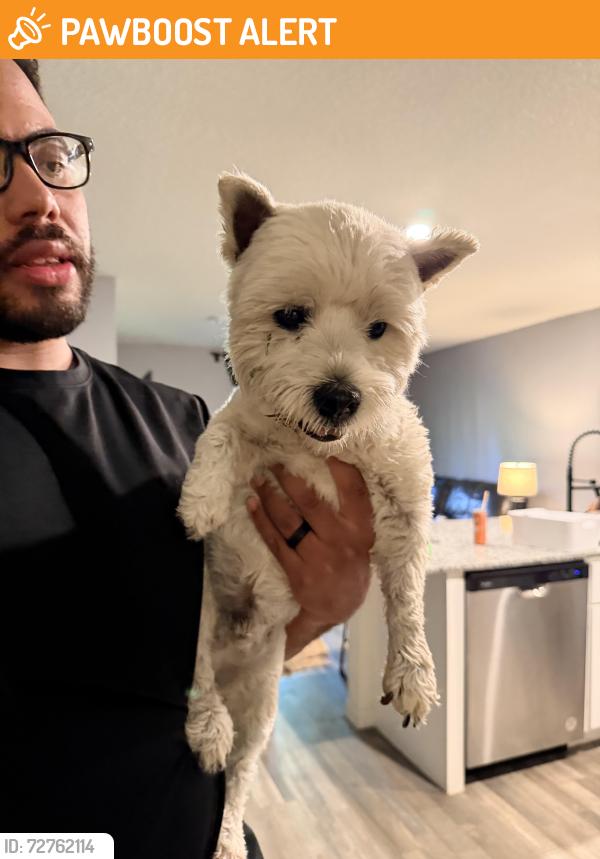 Found/Stray Male Dog last seen Sun n lake and Gerona Ave, Highlands County, FL 33872