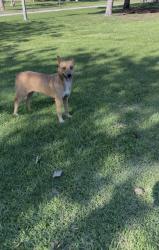 Found/Stray Unknown Dog last seen near ice cream truck on parking lot, Los Angeles, CA 90059