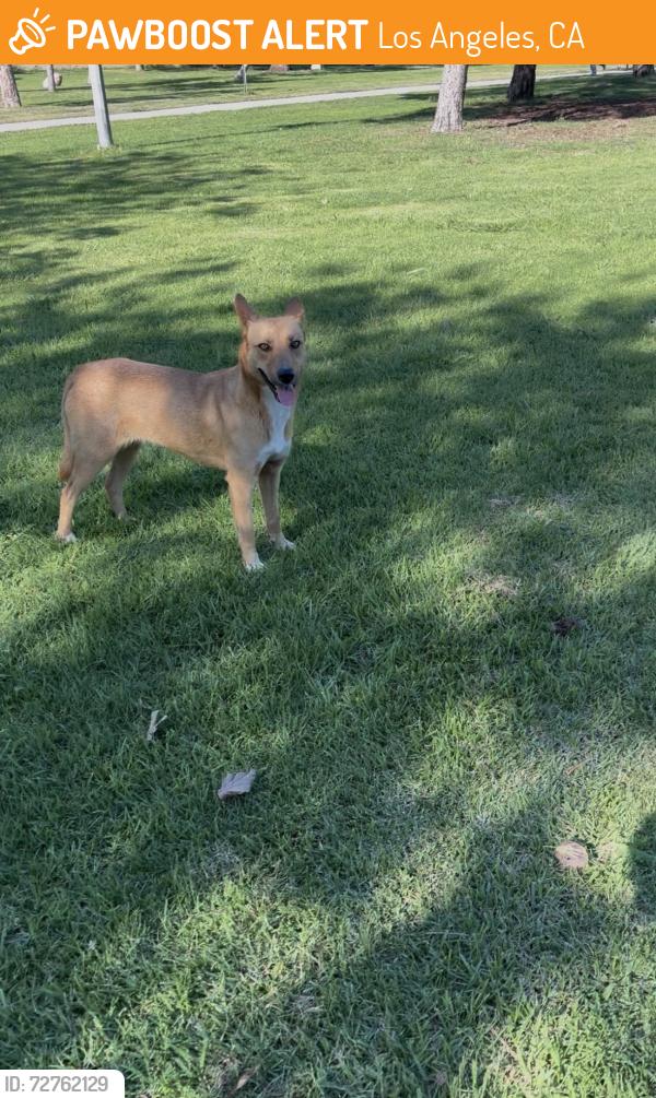 Found/Stray Unknown Dog last seen near ice cream truck on parking lot, Los Angeles, CA 90059