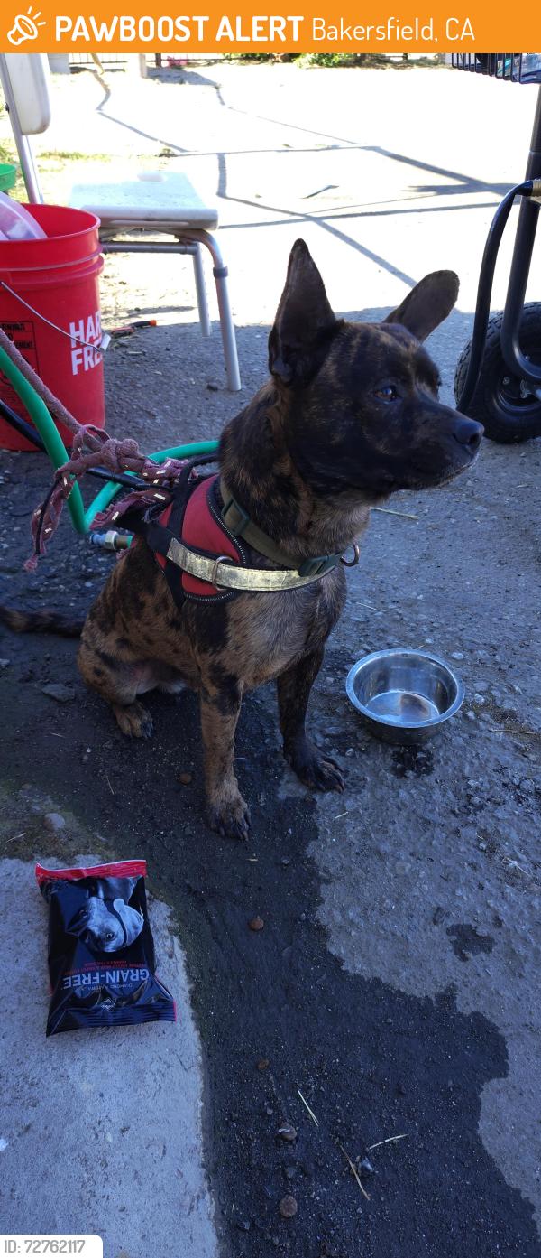 Found/Stray Male Dog last seen Standard Park , Bakersfield, CA 93308