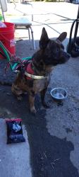 Found/Stray Male Dog last seen Standard Park , Bakersfield, CA 93308