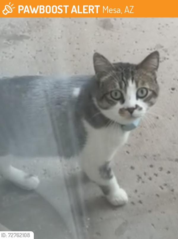 Found/Stray Unknown Cat last seen McKellips Higley , Mesa, AZ 85205