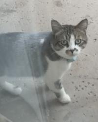 Found/Stray Unknown Cat last seen McKellips Higley , Mesa, AZ 85205